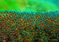 Finding NEMO? Find NEMO? Taken at 15ft, Balai, Anilao, Ba... by Larry Medenilla 